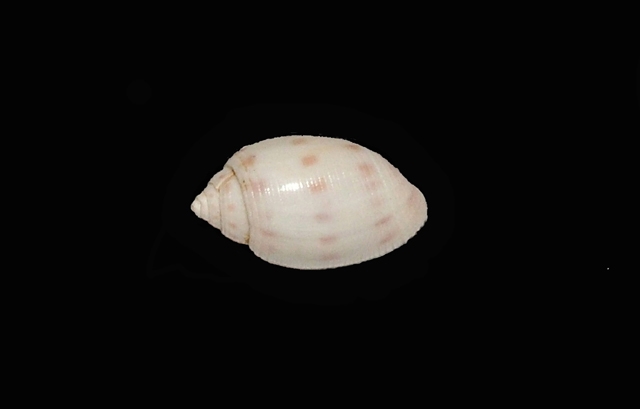 Acteon punctulatus